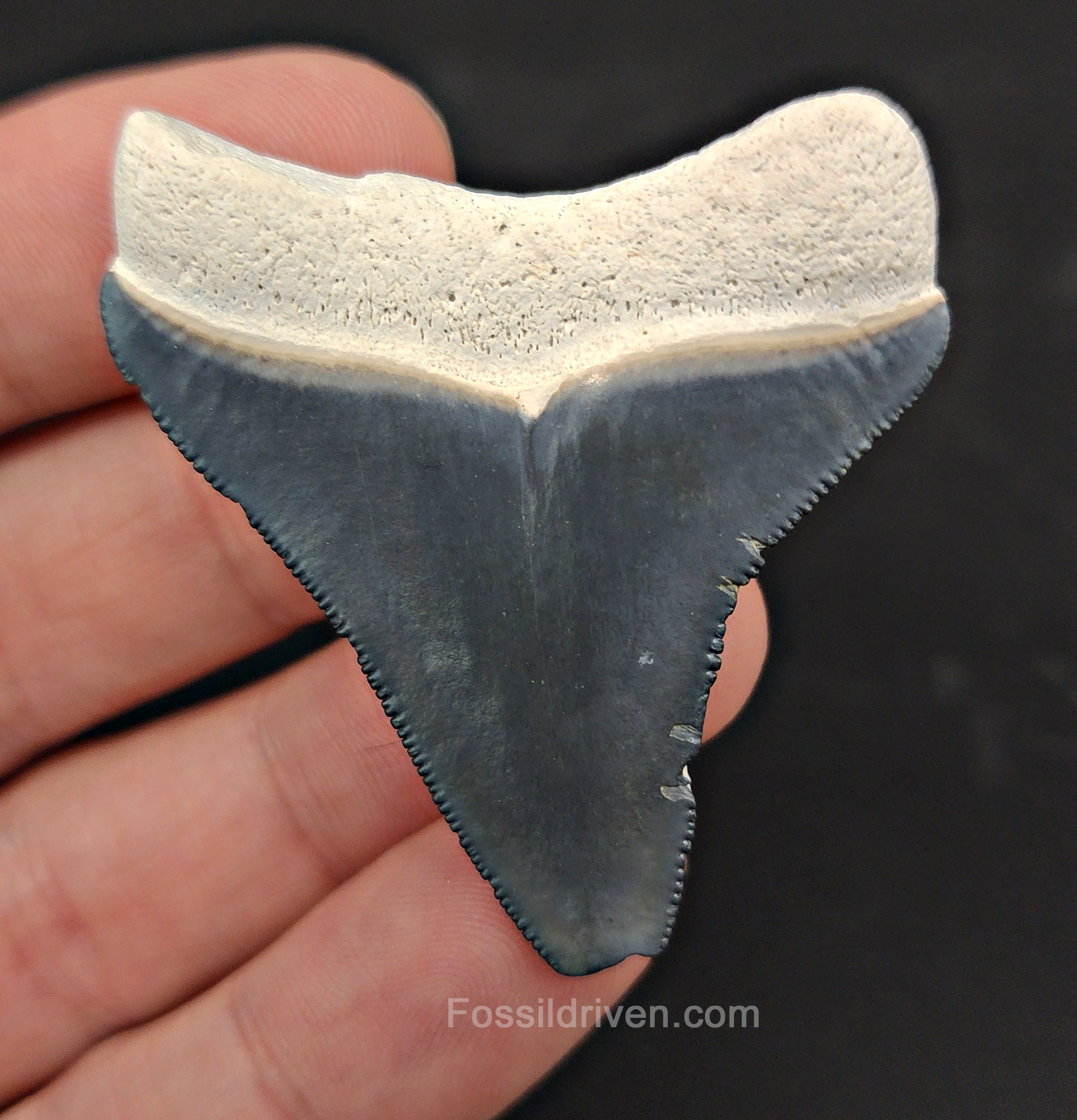 Close-up detail of serrations/enamel on 2.04″ megalodon fossil tooth from Bone Valley, Florida