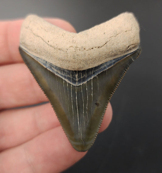 2.07 inch Megalodon tooth from Bone Valley, Florida – front view showing colorful enamel tones and serrated edge detail