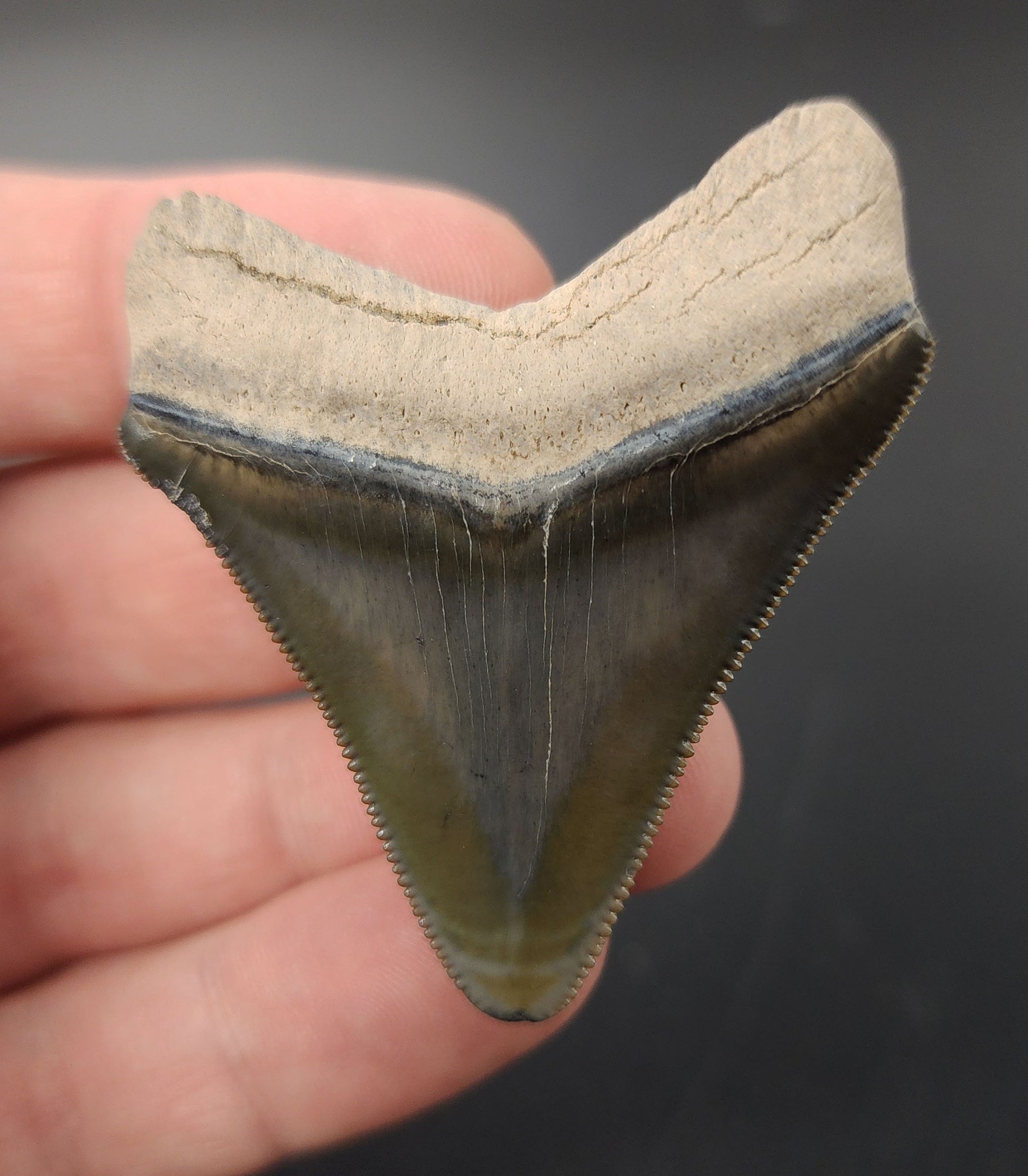 Authentic 2.07 inch Bone Valley Megalodon tooth – angled side view highlighting enamel pattern, bourrelet, and root structure