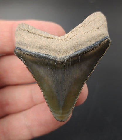 Authentic 2.07 inch Bone Valley Megalodon tooth – angled side view highlighting enamel pattern, bourrelet, and root structure