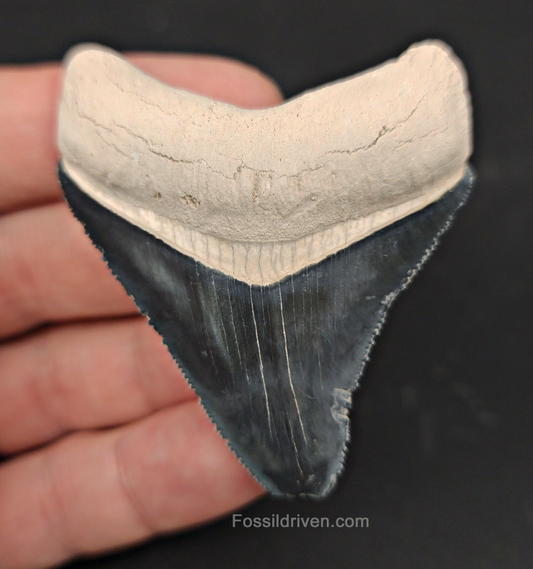 Front view of 2.45″ Carcharocles megalodon tooth fossil from Bone Valley, Florida
