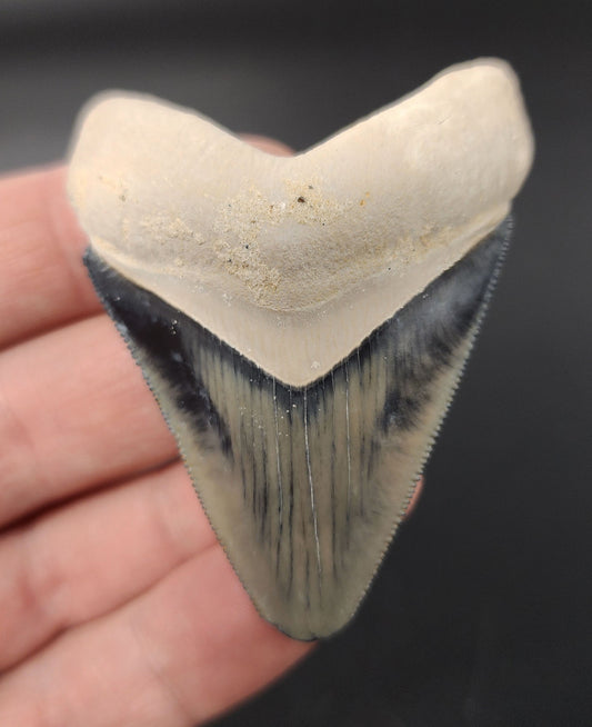 2.46 inch Megalodon tooth from Bone Valley, Florida – front view showing serrations, vibrant enamel coloration, and intact root structure