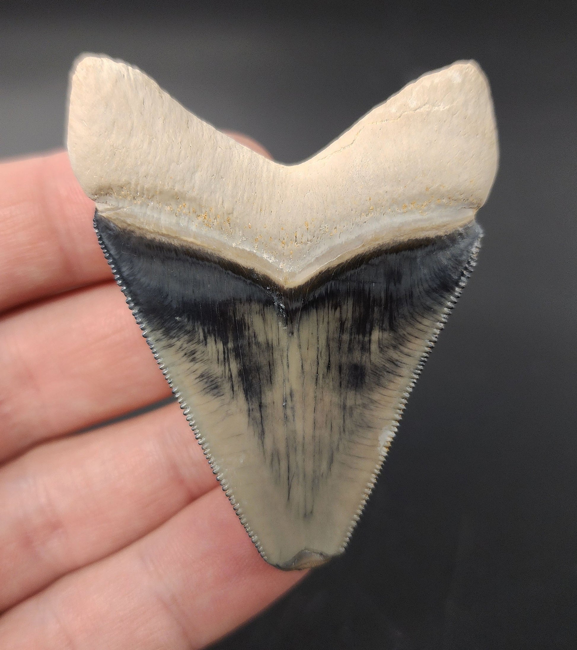 Authentic 2.46 inch Bone Valley Megalodon tooth – side view highlighting bourrelet, enamel texture, and natural curvature