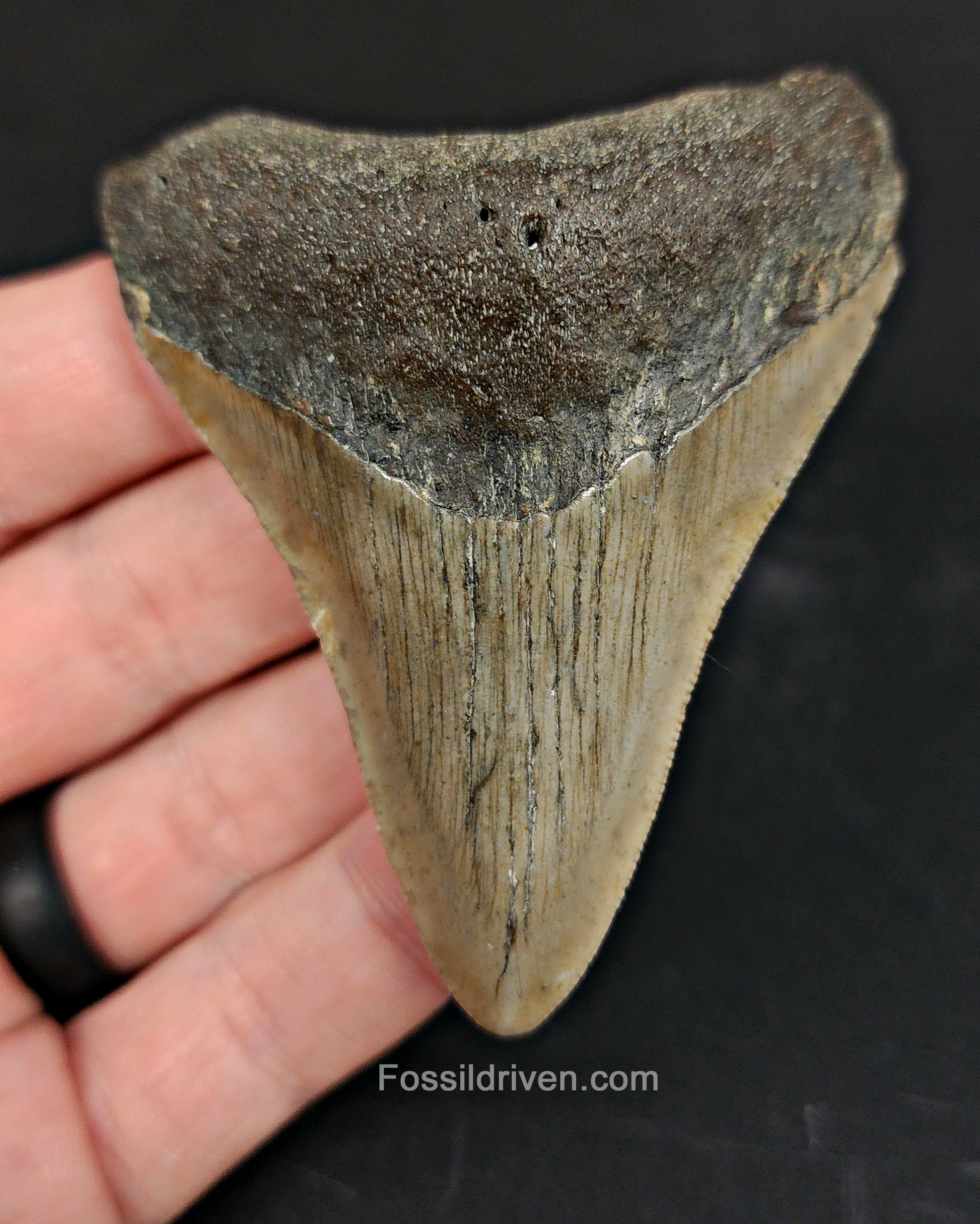 Front view of 3.03″ Carcharocles megalodon fossil tooth from Meg Ledge, North Carolina