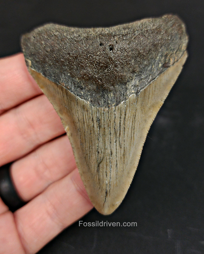 Front view of 3.03″ Carcharocles megalodon fossil tooth from Meg Ledge, North Carolina