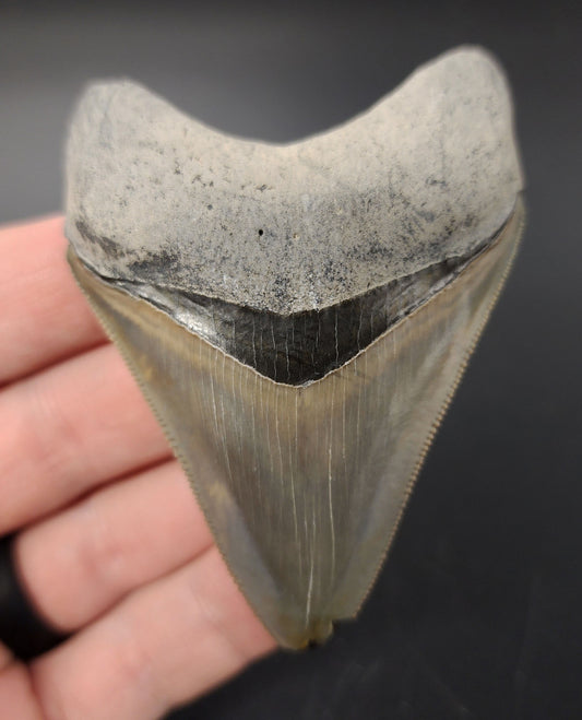 3.03 inch Megalodon tooth from Bone Valley, Florida – front view showcasing sharp serrations, glossy enamel, and vibrant coloration