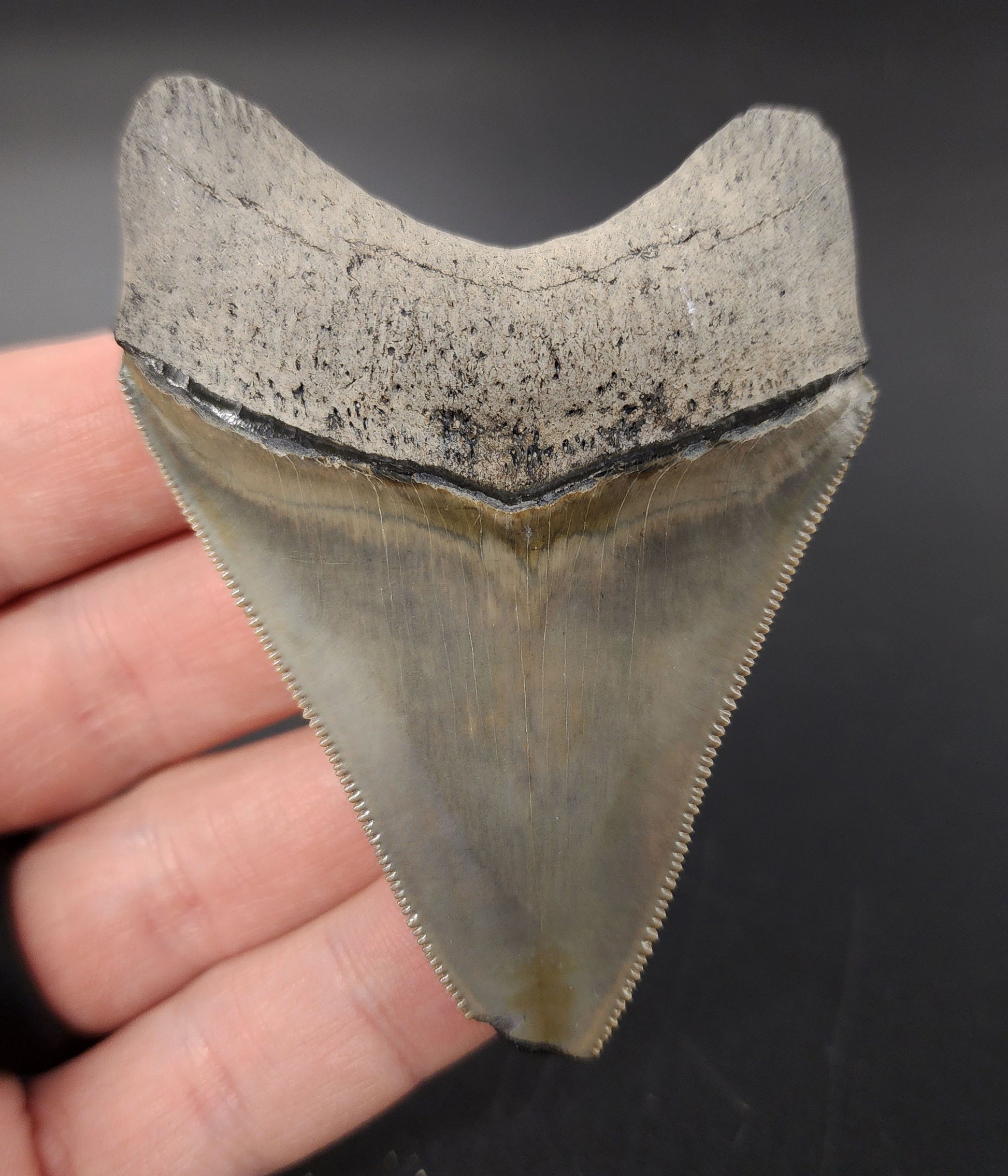 Authentic 3.03 inch Bone Valley Megalodon tooth – side view highlighting bourrelet, root detail, and natural curvature