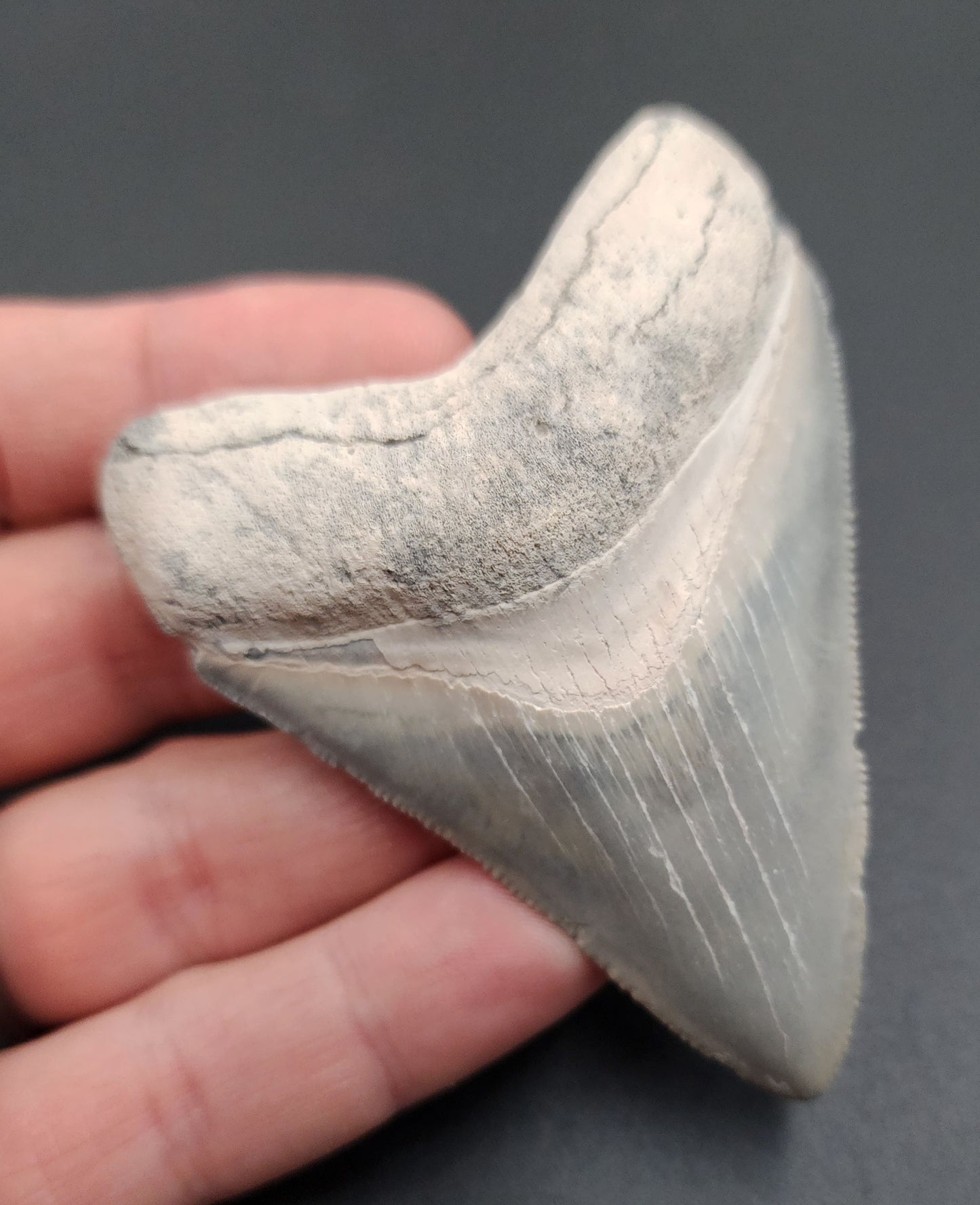 Back view of 3.11-inch Megalodon tooth from Bone Valley, Florida
