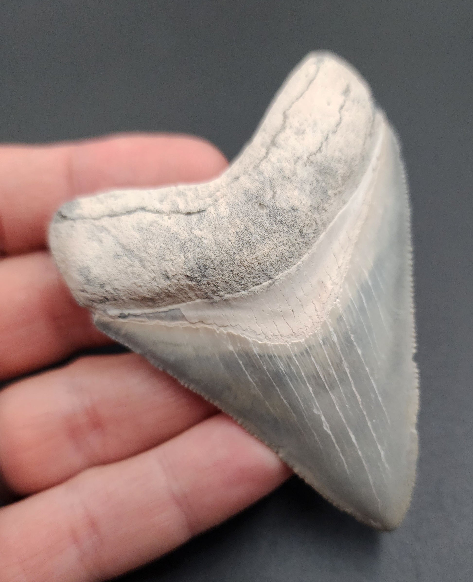 Back view of 3.11-inch Megalodon tooth from Bone Valley, Florida