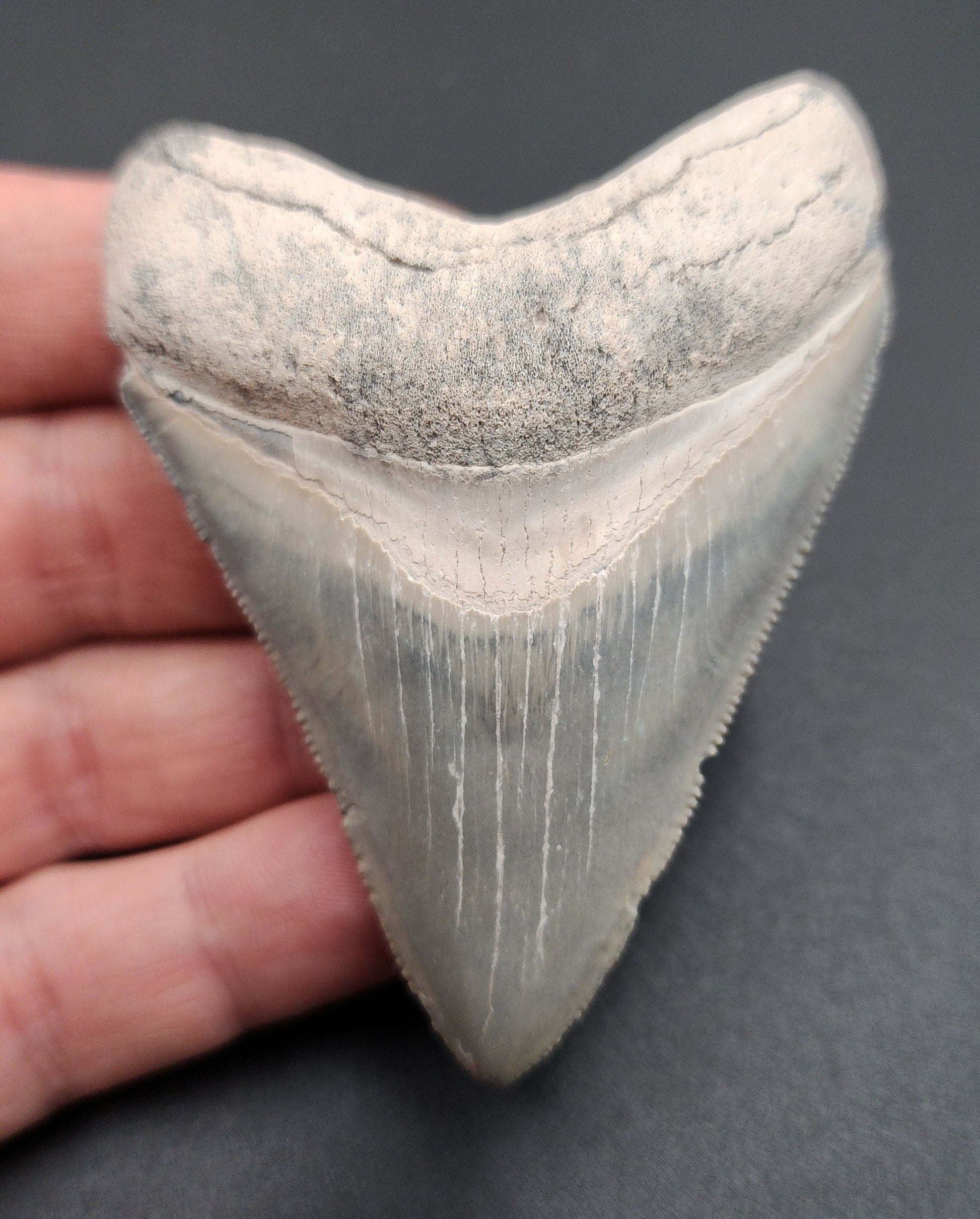 Authentic 3.11-inch Megalodon tooth fossil from Bone Valley, Florida – front view