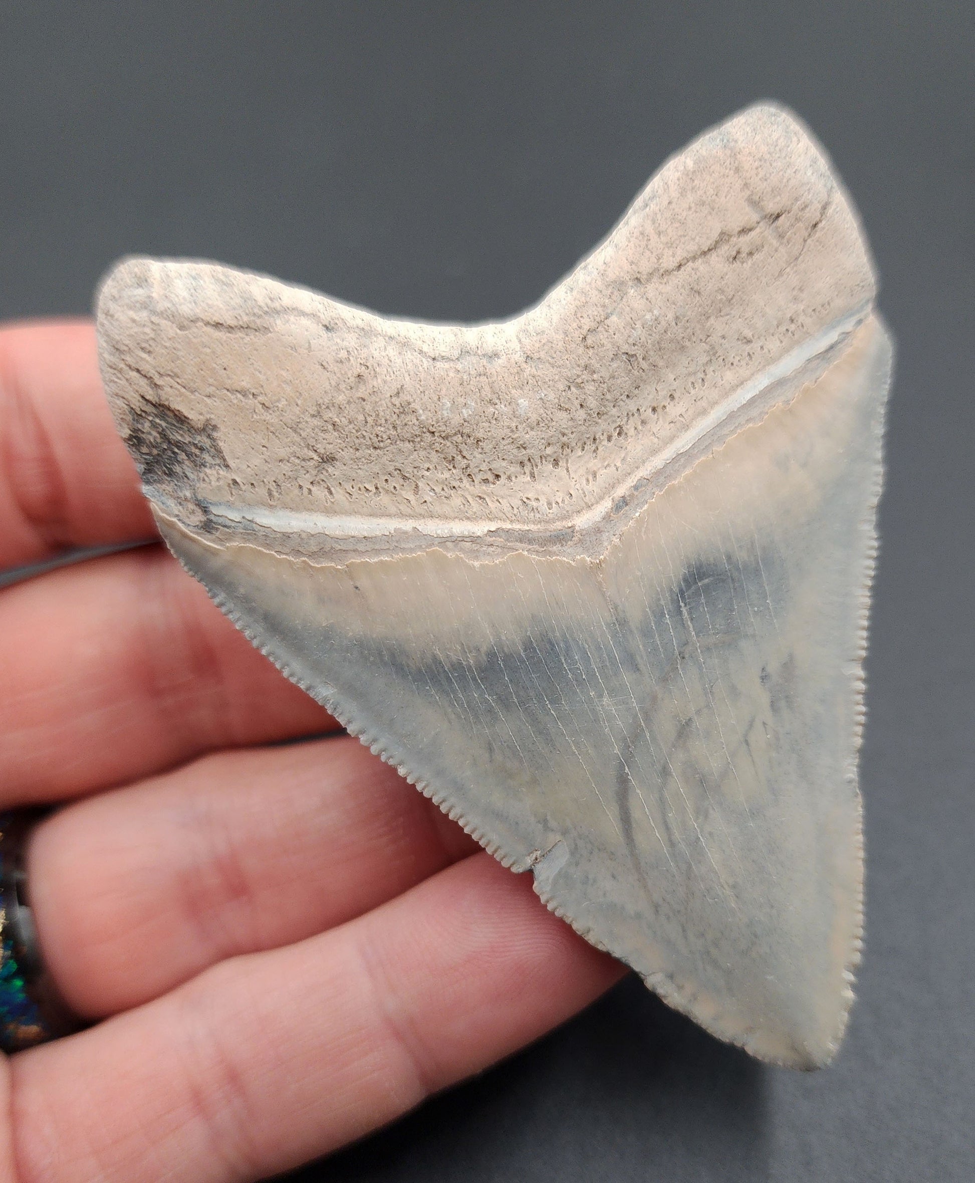 Detailed view of root and bourlette on 3.11-inch Megalodon tooth from Bone Valley
