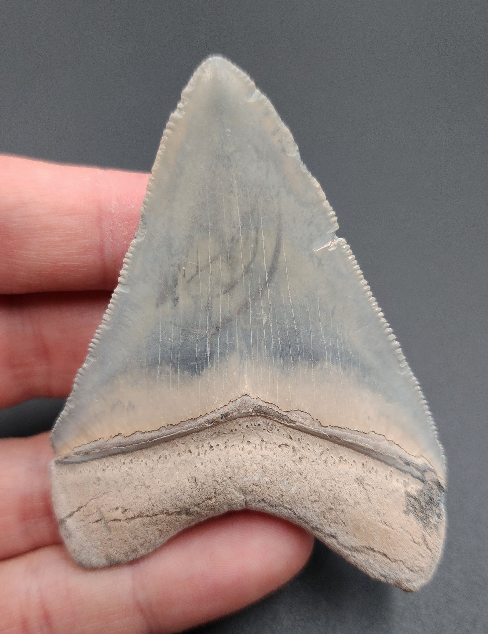 3.11-inch Megalodon tooth from Bone Valley shown with scale for accurate measurement