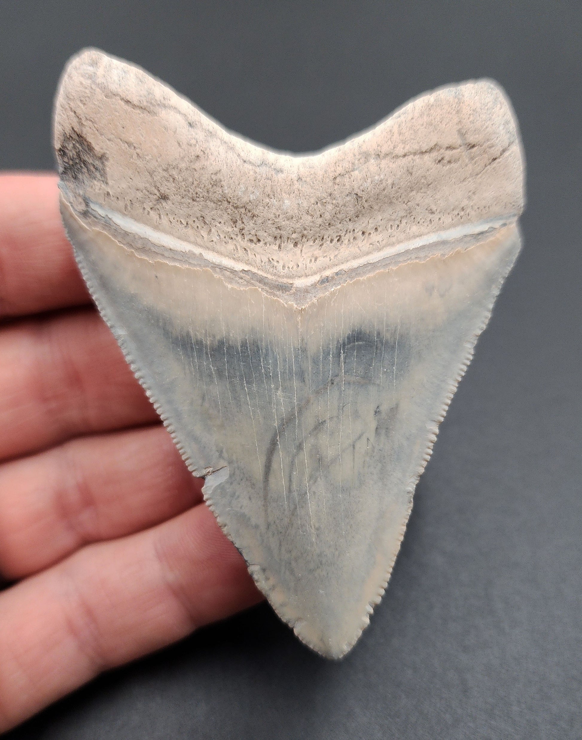 Close-up view of serrated edge on 3.11-inch Megalodon fossil tooth from Florida