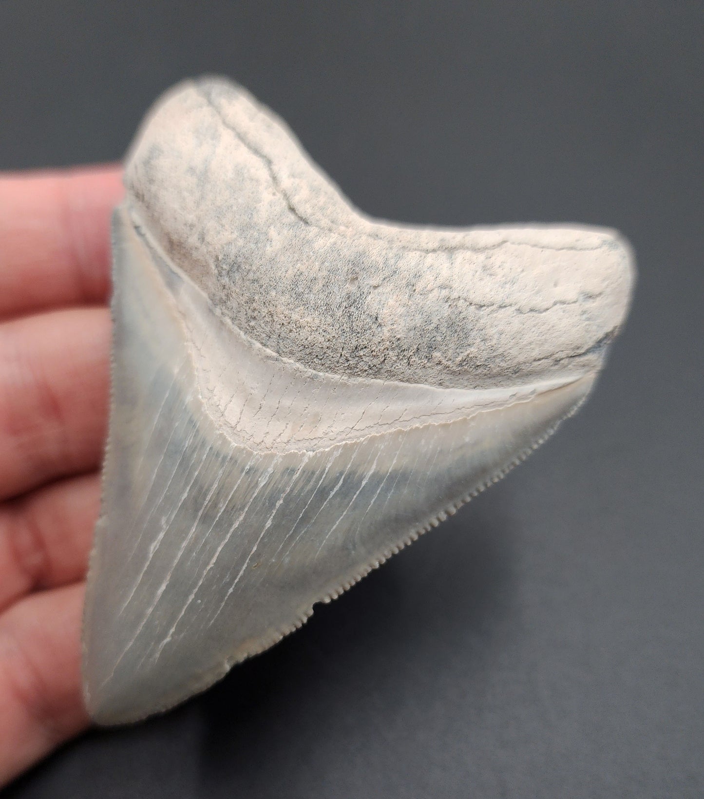 Side profile of 3.11-inch Megalodon tooth fossil from Bone Valley, Florida