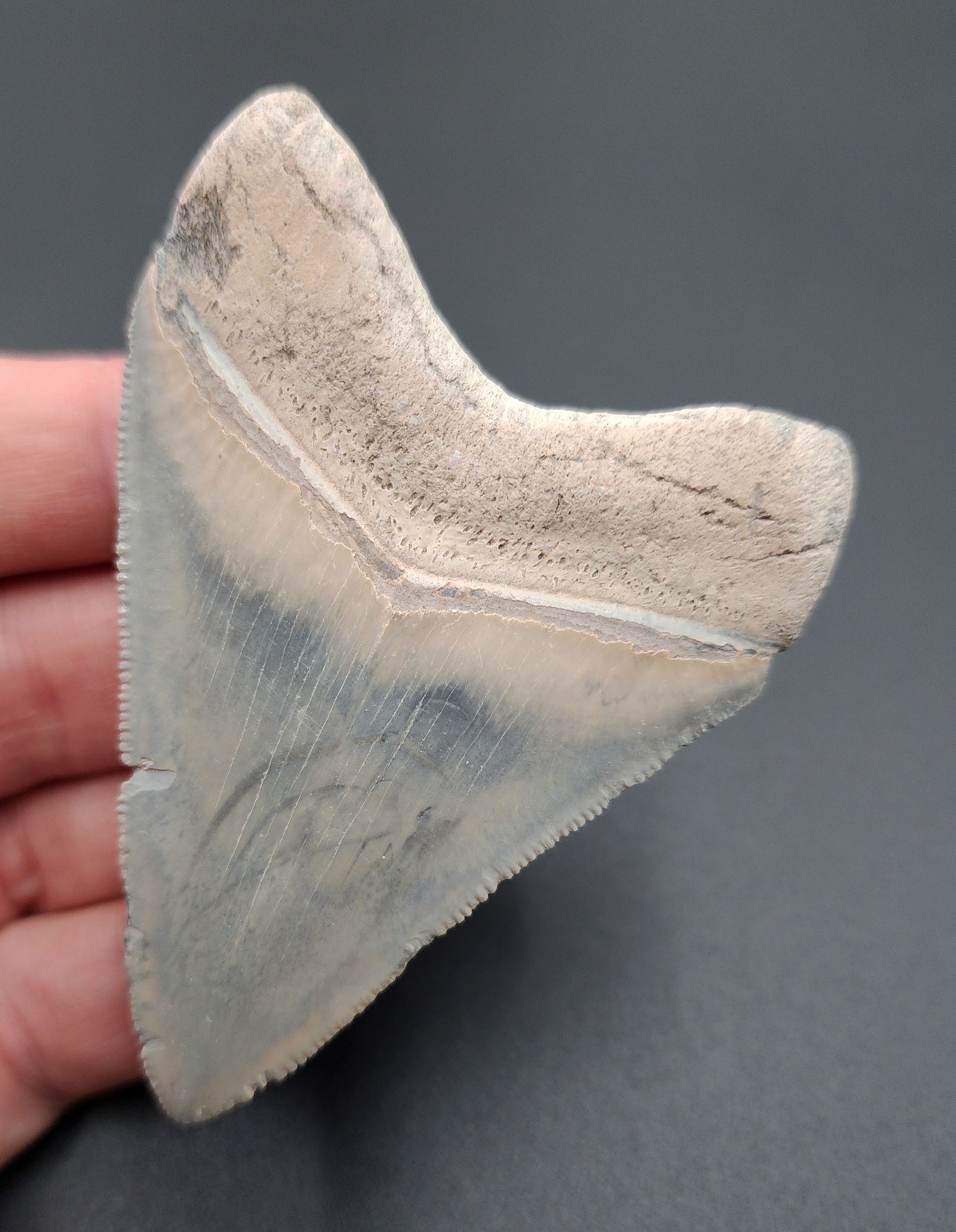 Close-up of the tip of 3.11-inch Megalodon tooth from Bone Valley, Florida