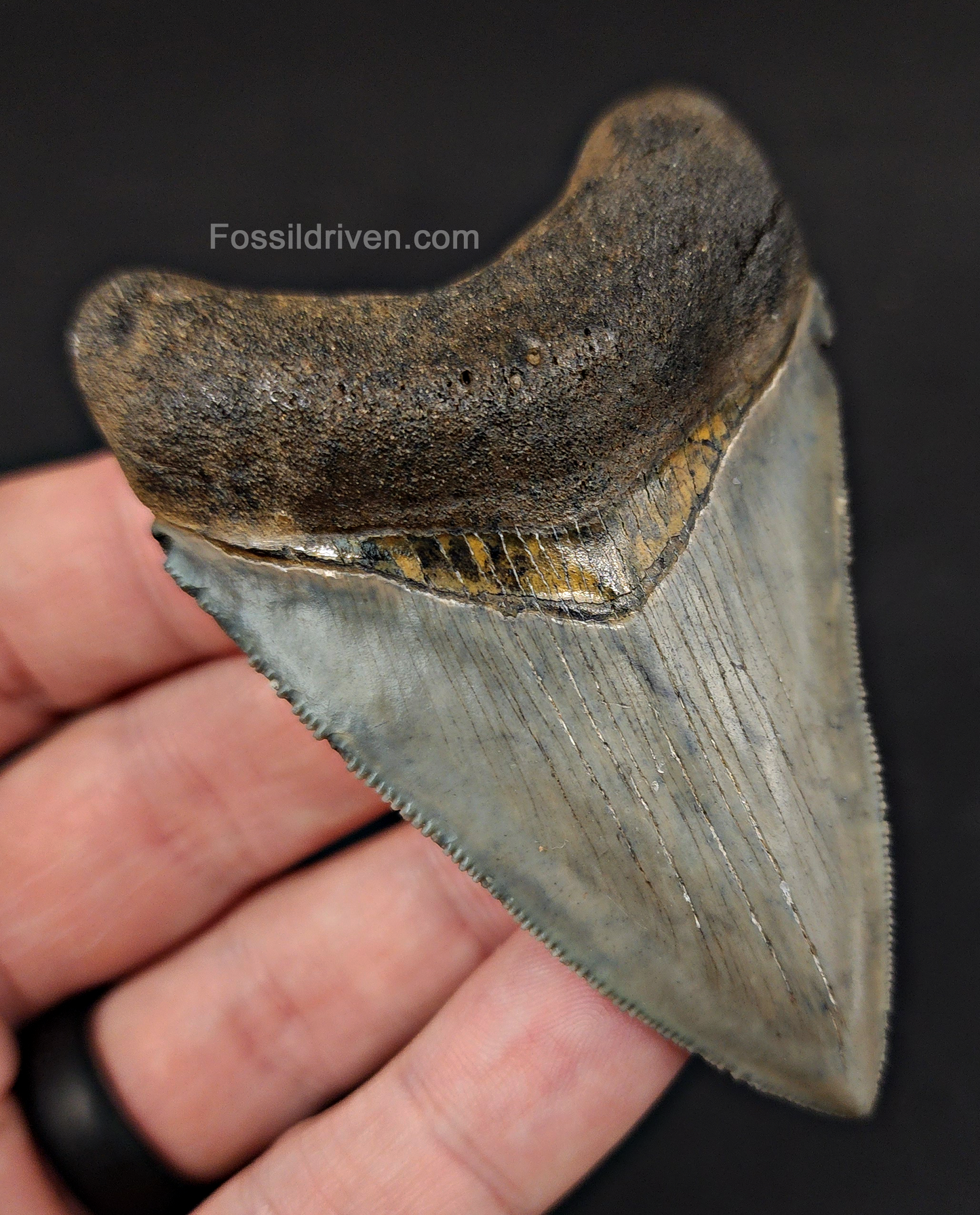 Angled perspective of 3.12″ megalodon tooth fossil (Venice, Florida)