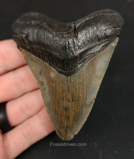 3.41 inch fossil Megalodon tooth from Beaufort, South Carolina – front view showing sharp serrations, well‑preserved enamel, and intact root lobes