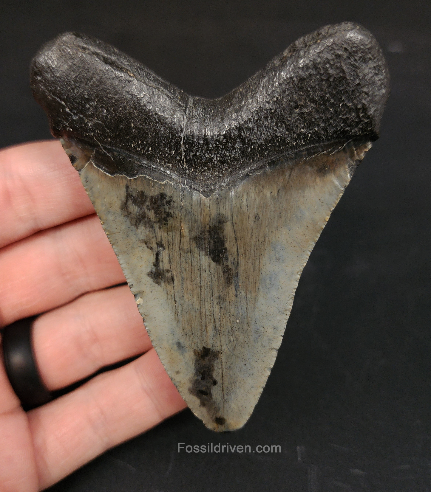 Authentic 3.41 inch Megalodon tooth “South Carolina” – side profile highlighting blade curvature, bourrelet band, and natural coloration 