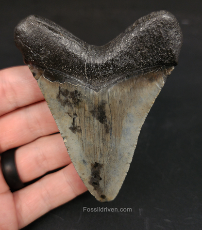 Authentic 3.41 inch Megalodon tooth “South Carolina” – side profile highlighting blade curvature, bourrelet band, and natural coloration 