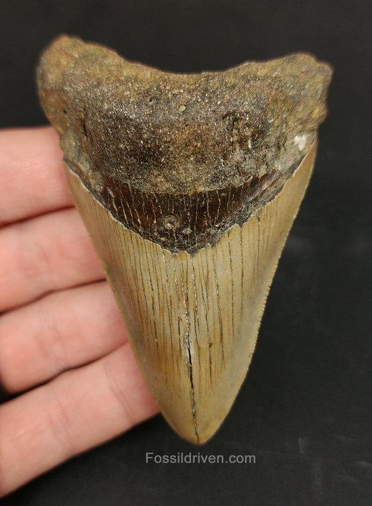 3.45 inch Megalodon tooth from Meg Ledge, Wilmington NC – front view showing full triangular crown, sharp serrations, and intact enamel