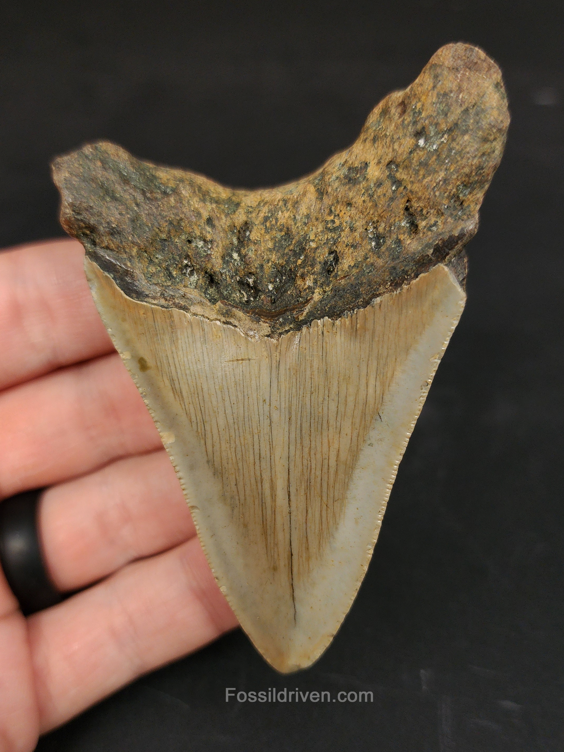 Authentic 3.45 inch Megalodon tooth “Meg Ledge” – angled side view highlighting root lobes, bourrelet band, and natural coloration