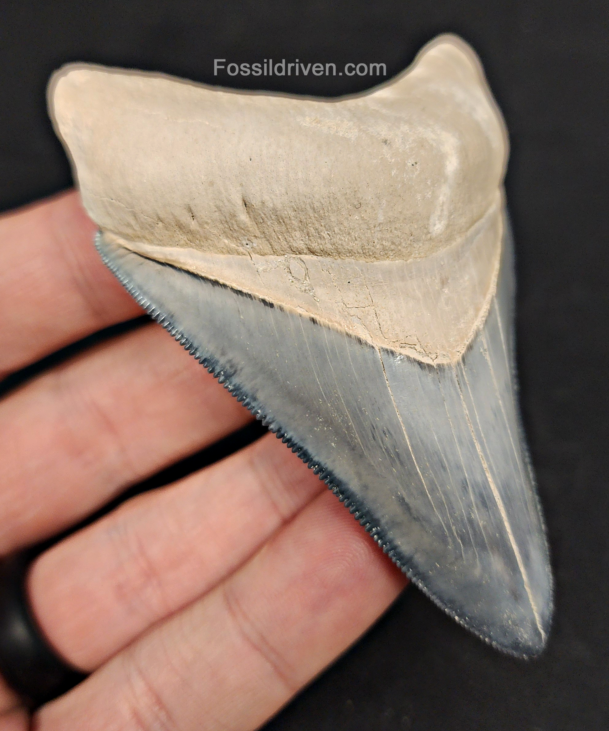 Angled view of 3.50″ megalodon fossil tooth from Bone Valley, Florida