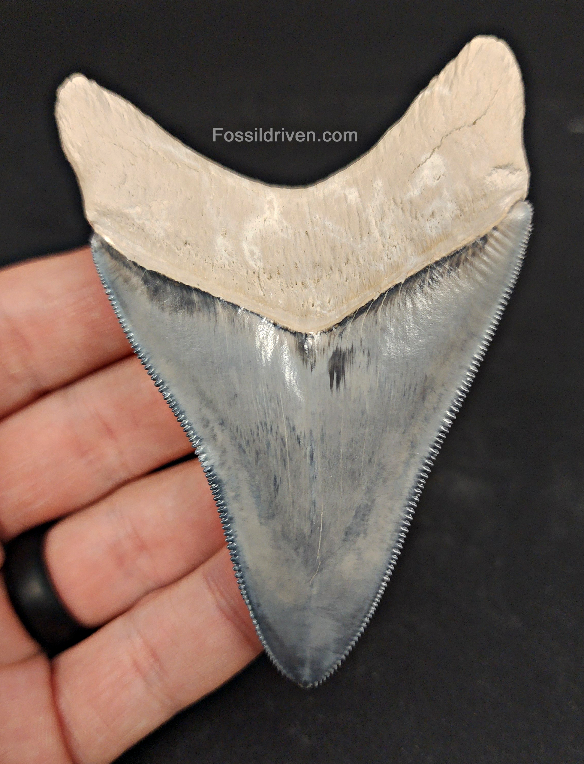Back / root view of 3.50″ megalodon fossil tooth from Bone Valley, Florida