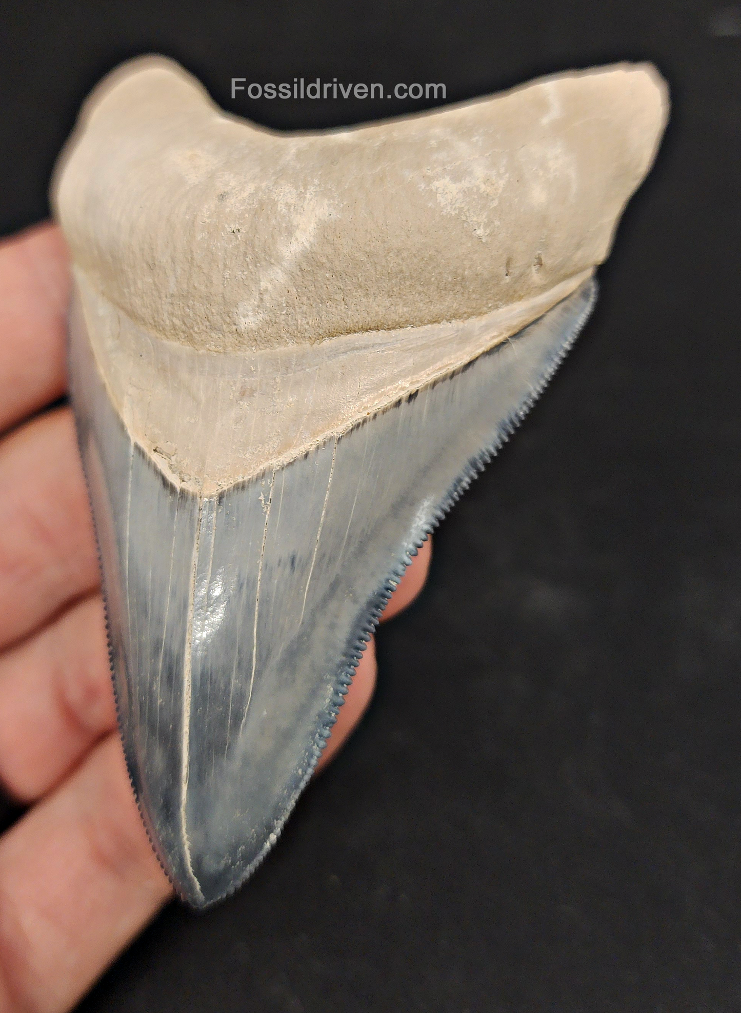 Close-up of serrations on 3.50″ megalodon tooth fossil from Bone Valley, Florida