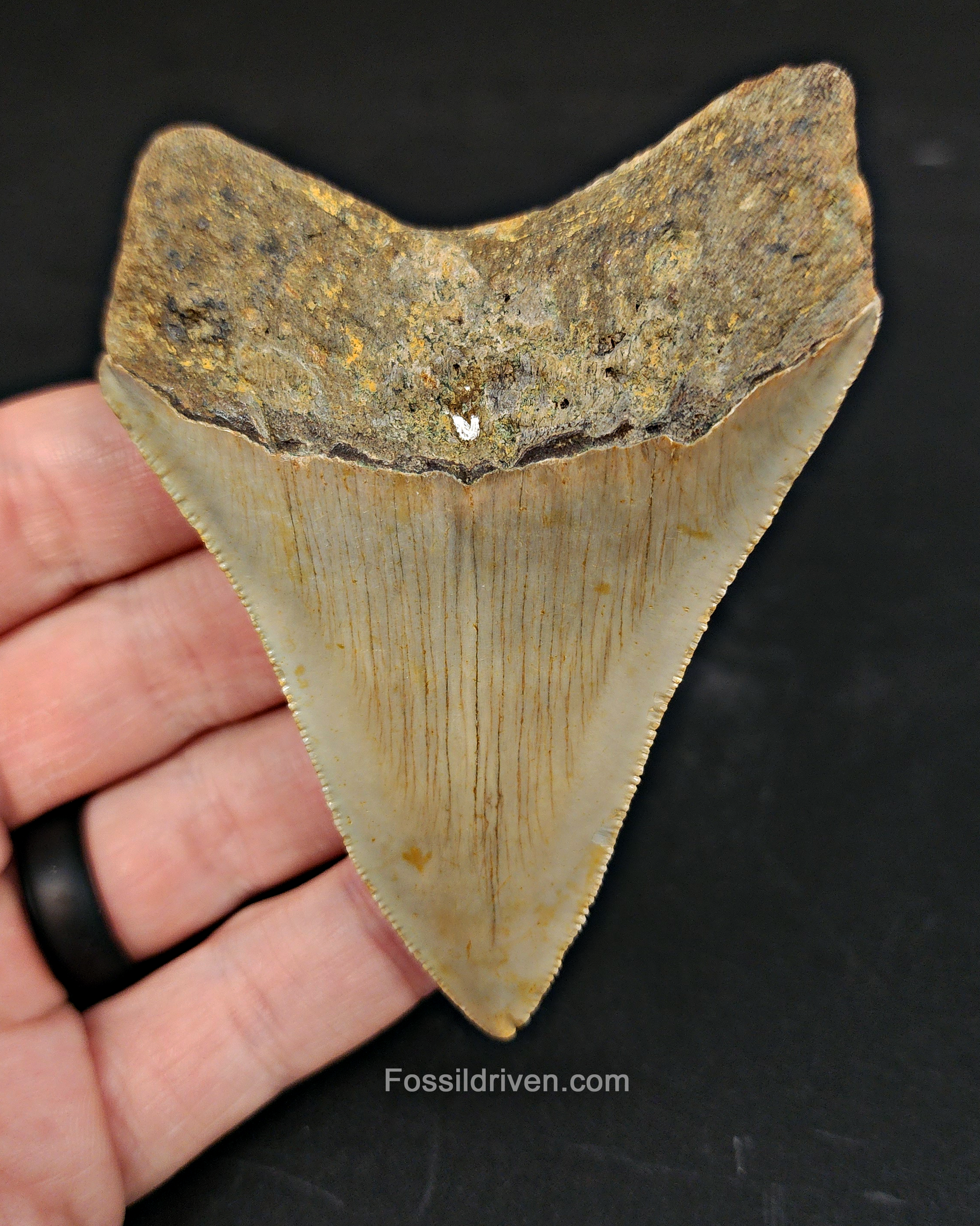 Close-up detail of serrations/enamel on 3.50″ megalodon tooth fossil from Meg Ledge, NC