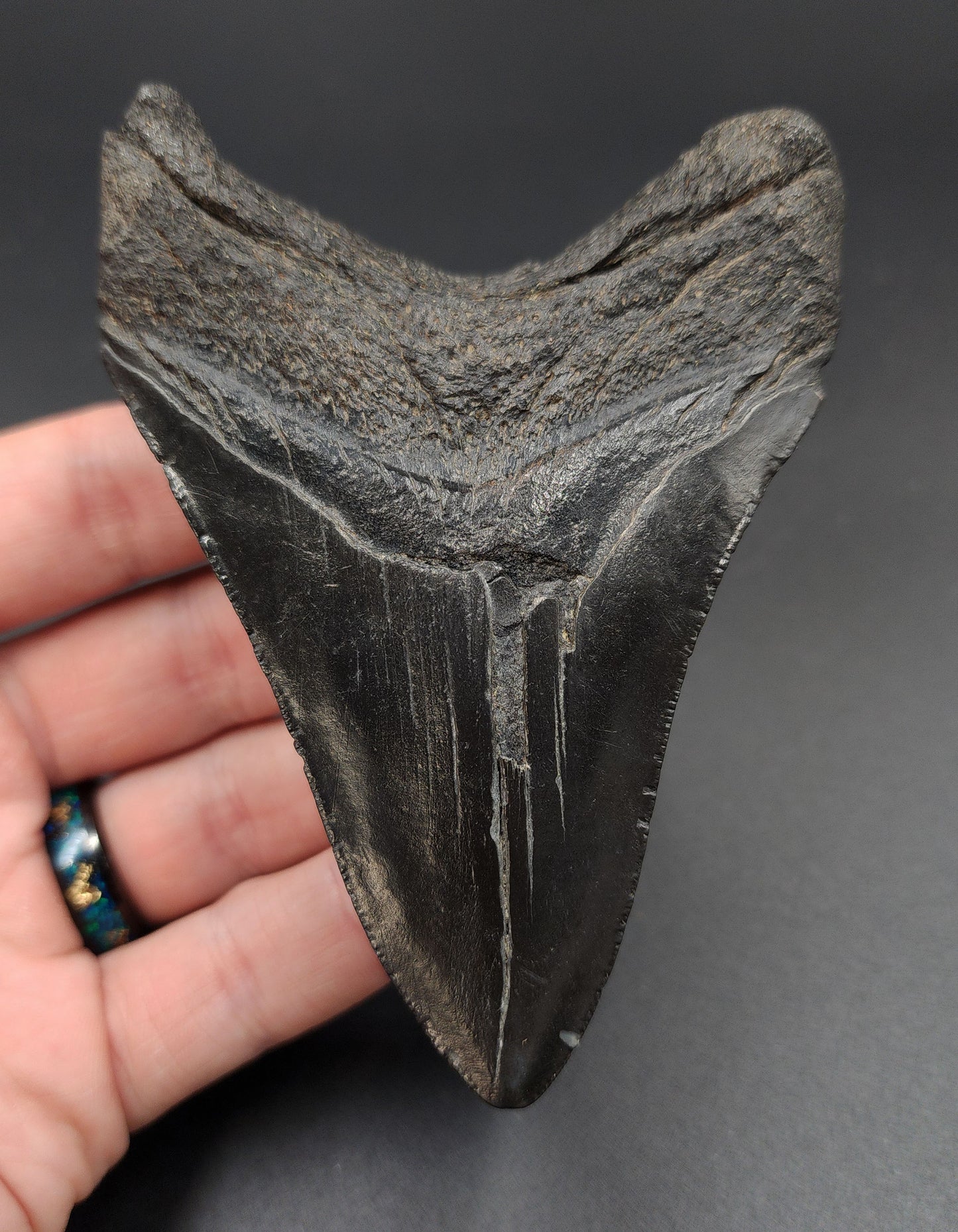 Detail view of serrations on 4.02-inch Megalodon tooth fossil from South Carolina