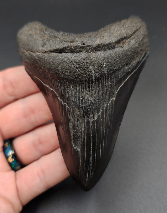 Authentic 4.02-inch Megalodon tooth fossil from South Carolina - full front view
