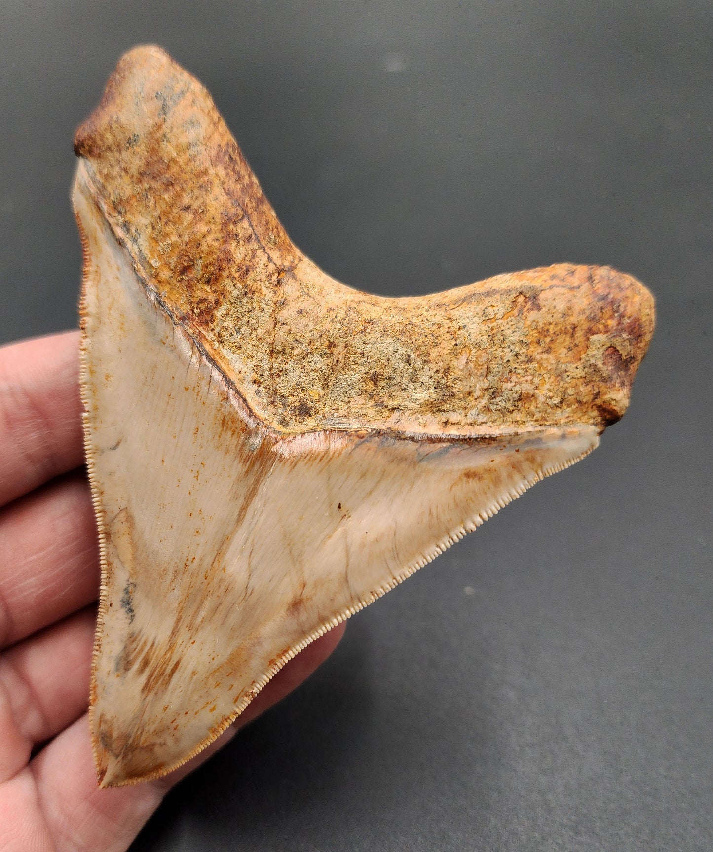 Angled view of high quality 4.04-inch Megalodon tooth from Indonesia