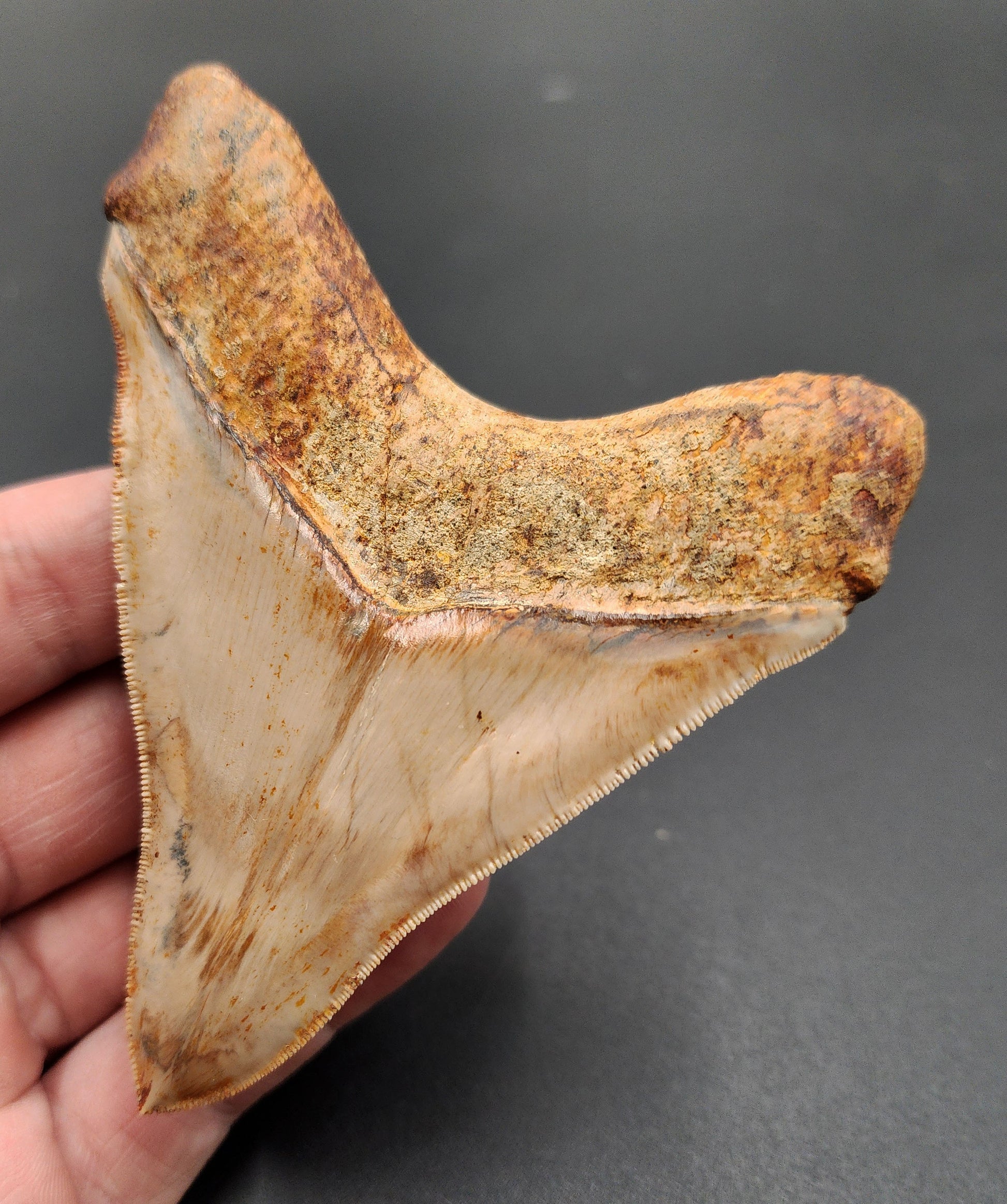 Angled view of high quality 4.04-inch Megalodon tooth from Indonesia