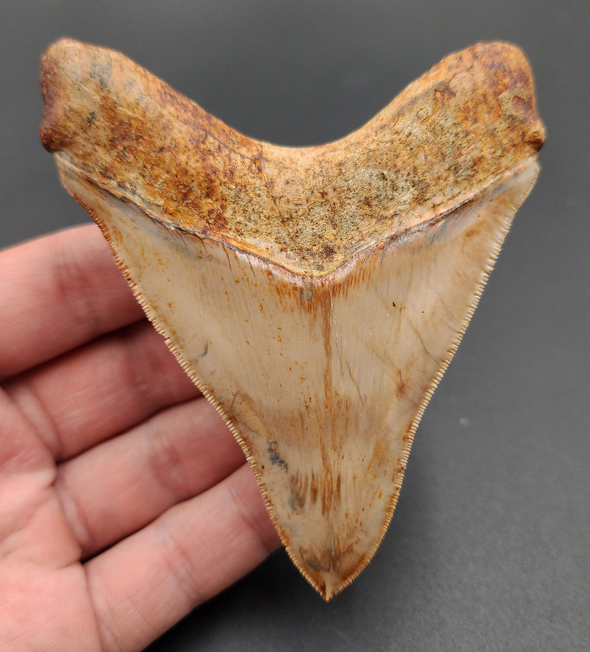 Back view of 4.04-inch Megalodon tooth fossil from Indonesia