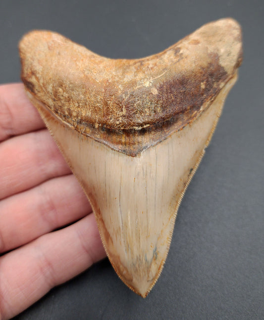 High quality 4.04-inch Megalodon tooth fossil from Indonesia – full front view