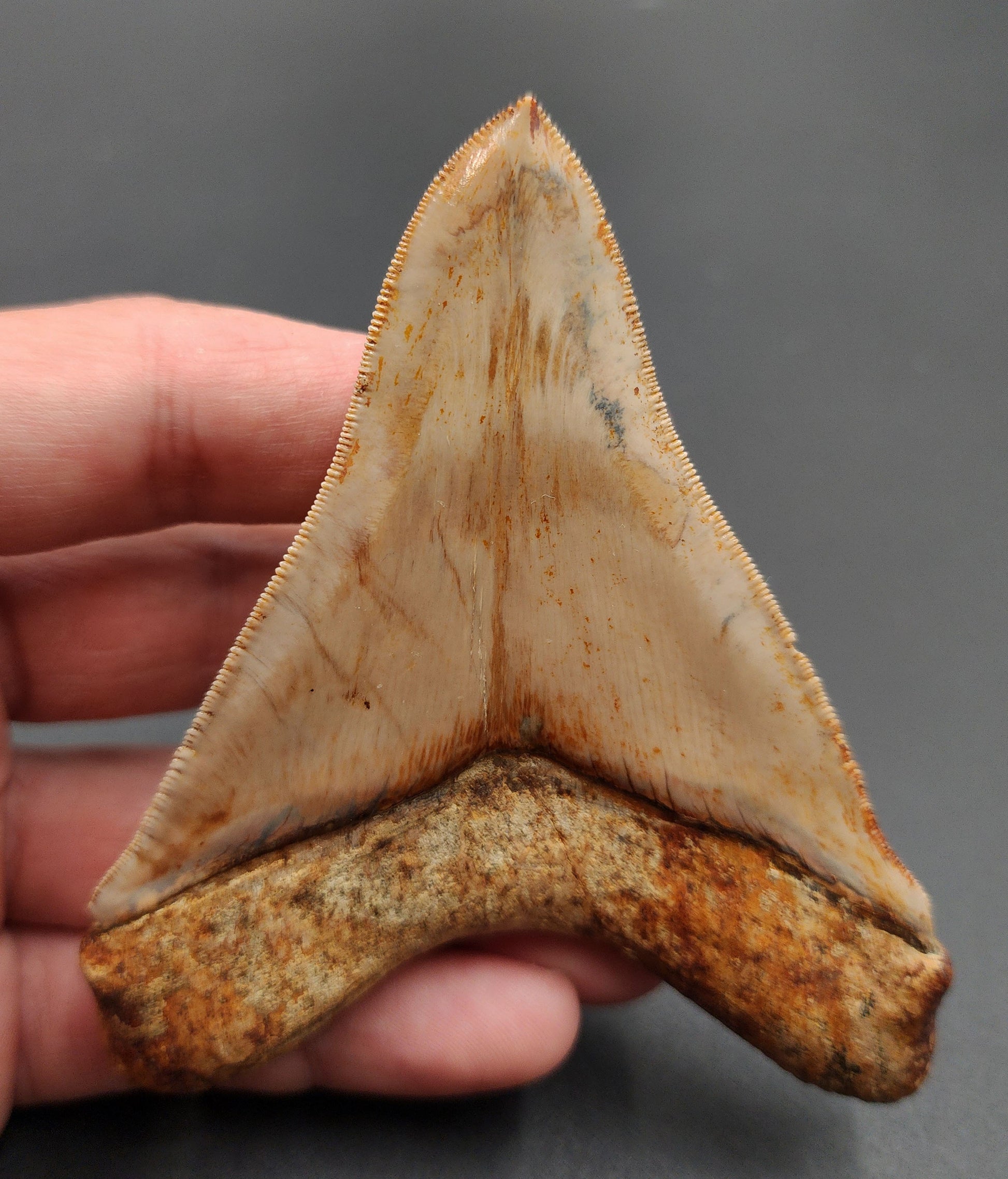 4.04-inch Megalodon tooth from Indonesia displayed with measurement scale for size reference
