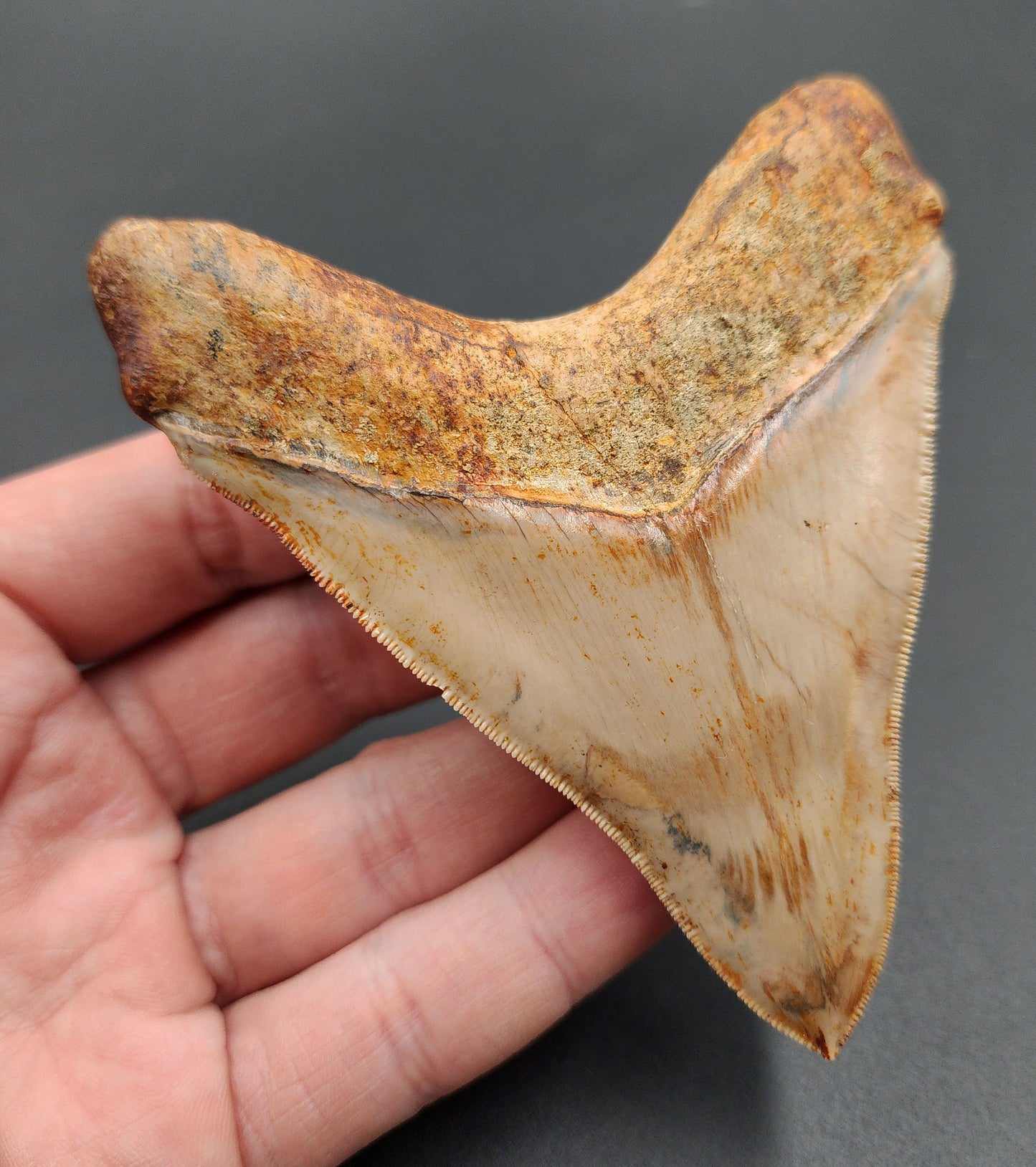 Close-up of serrated edge on 4.04-inch Megalodon tooth fossil from Indonesia