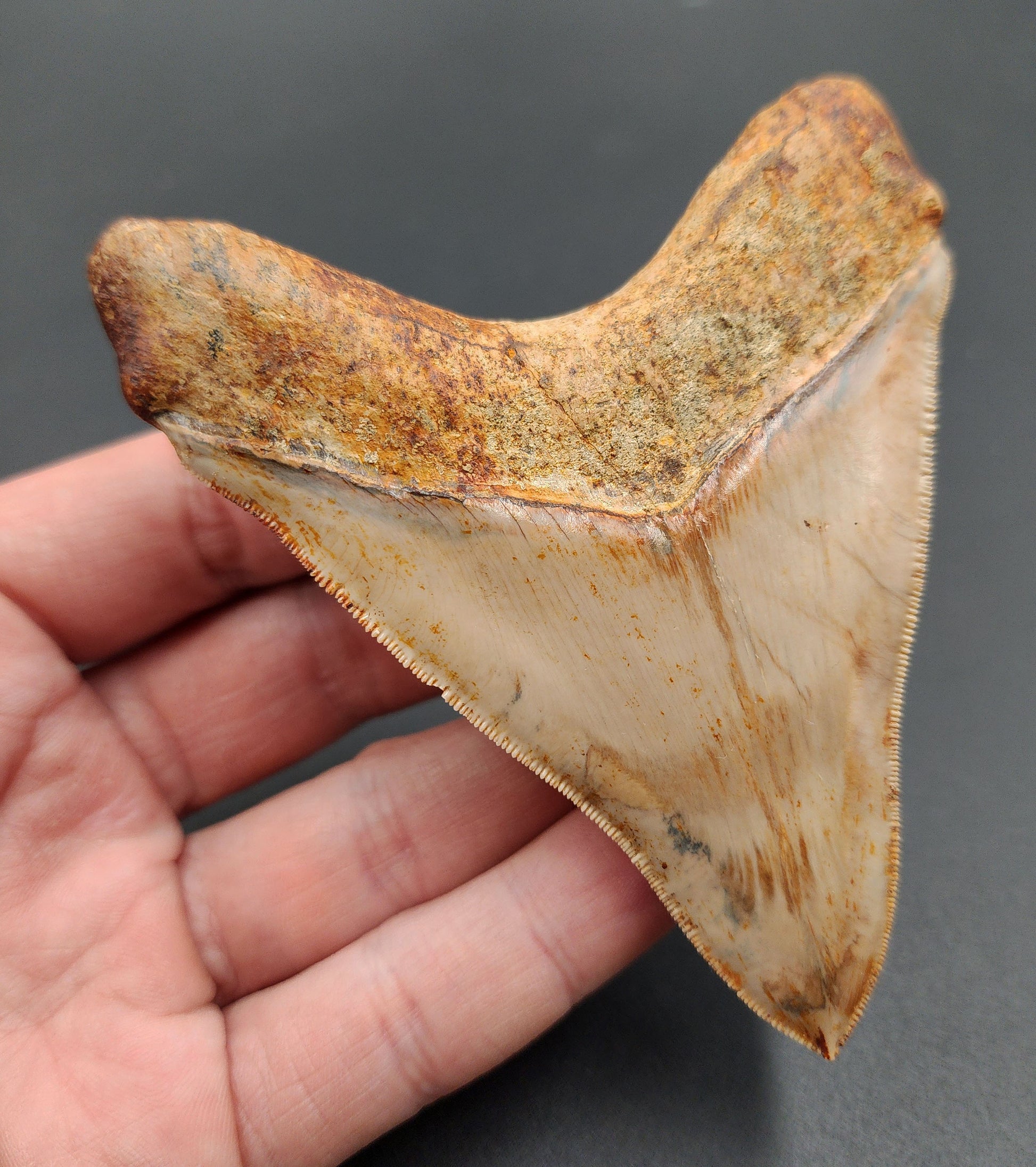 Close-up of serrated edge on 4.04-inch Megalodon tooth fossil from Indonesia