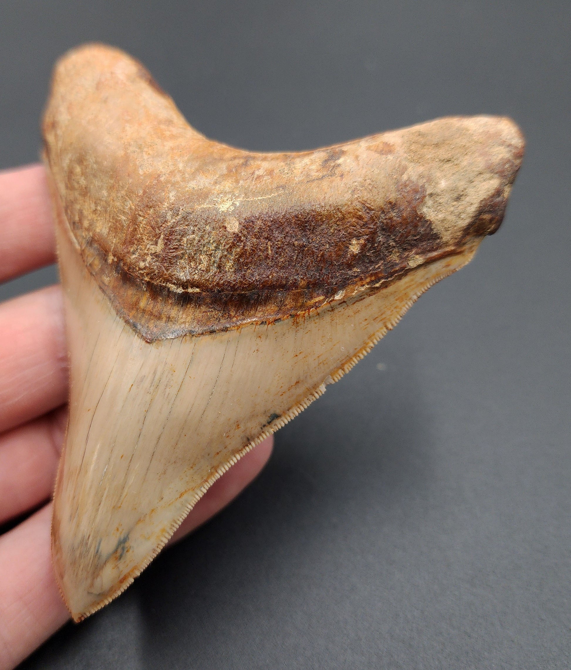 Close-up of serrated edge on 4.04-inch Megalodon tooth fossil from Indonesia