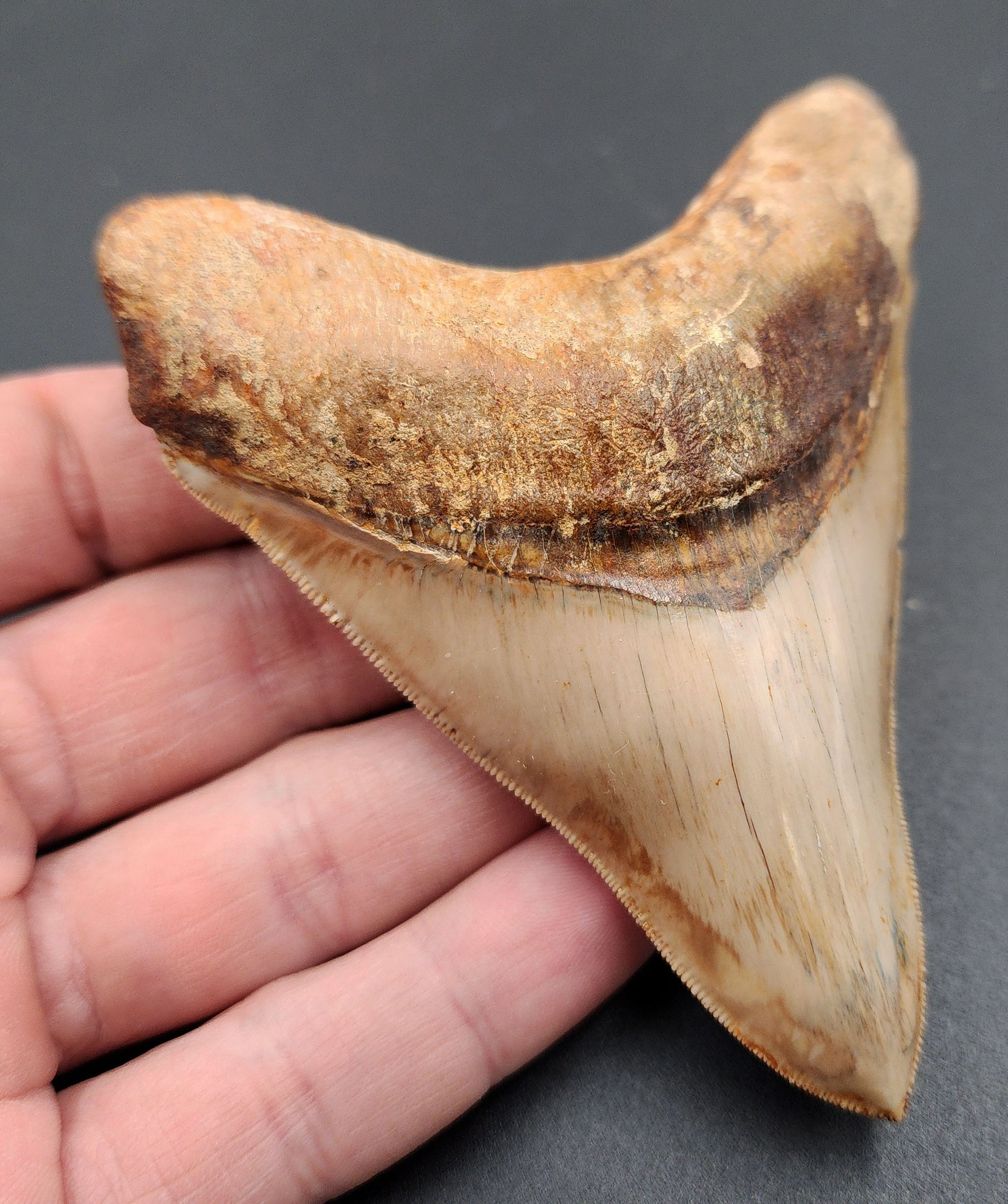 Side profile of 4.04-inch Megalodon tooth from Indonesia showing blade thickness