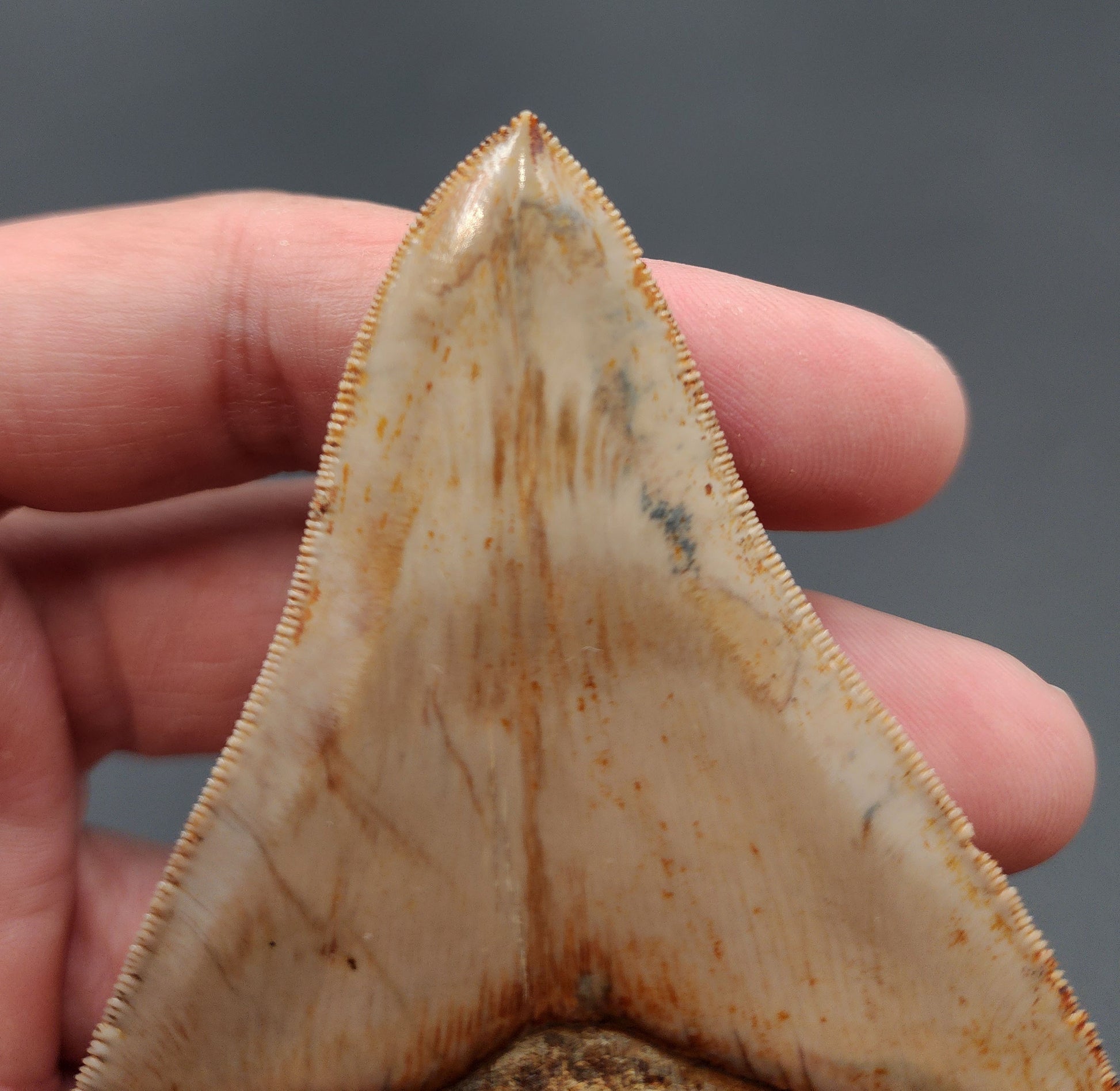 Close-up of the tip of 4.04-inch fossil Megalodon tooth from Indonesia