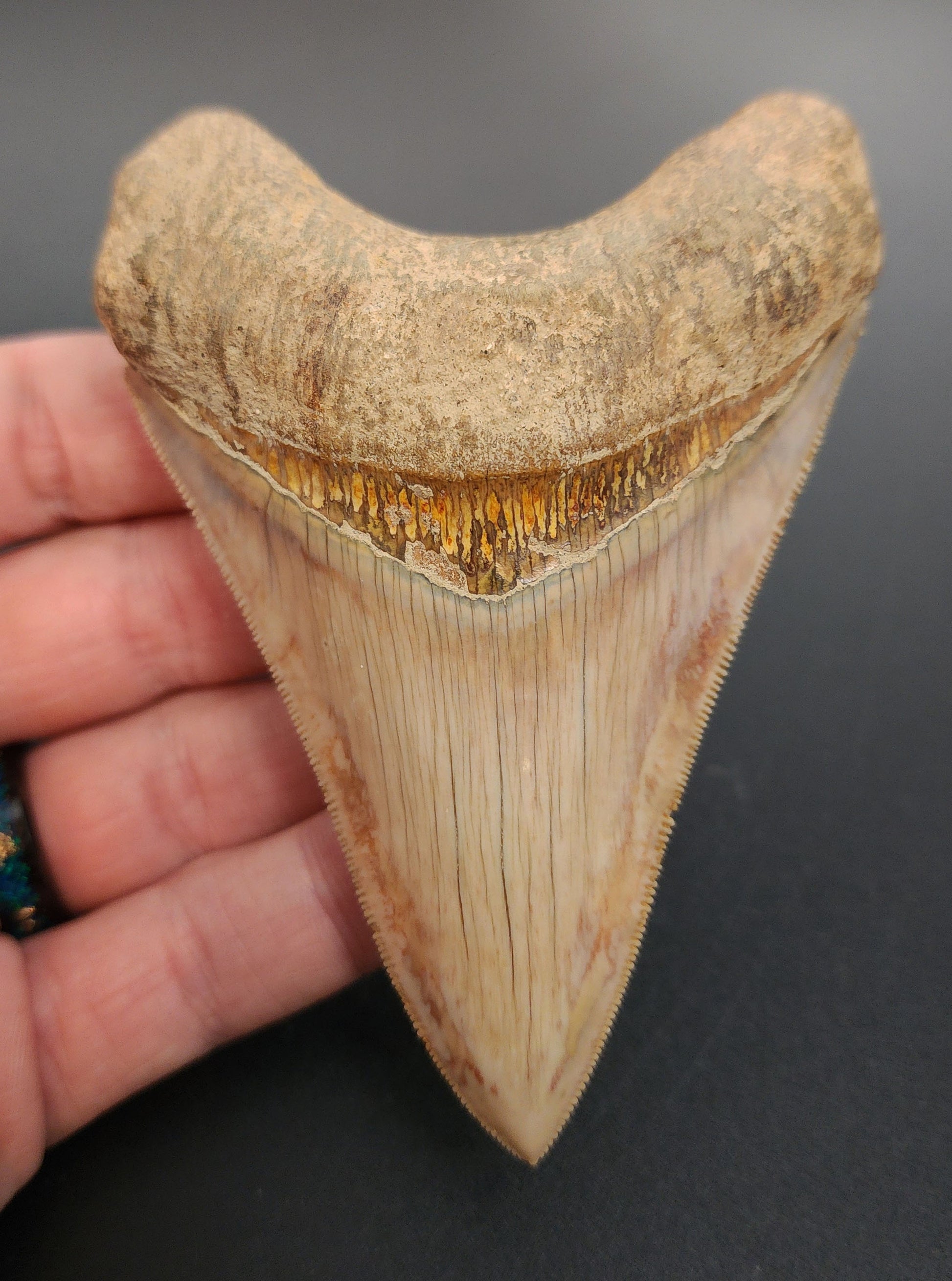 4.05 inch fossil Megalodon tooth from Indonesia – full front view highlighting sharp serrations and dark enamel sheen
