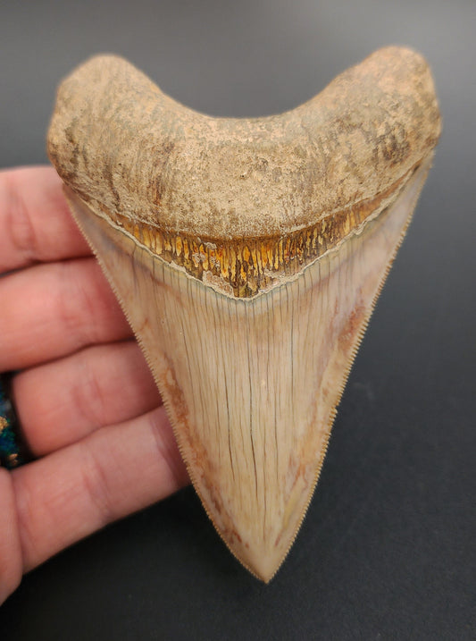 4.05 inch fossil Megalodon tooth from Indonesia – full front view highlighting sharp serrations and dark enamel sheen