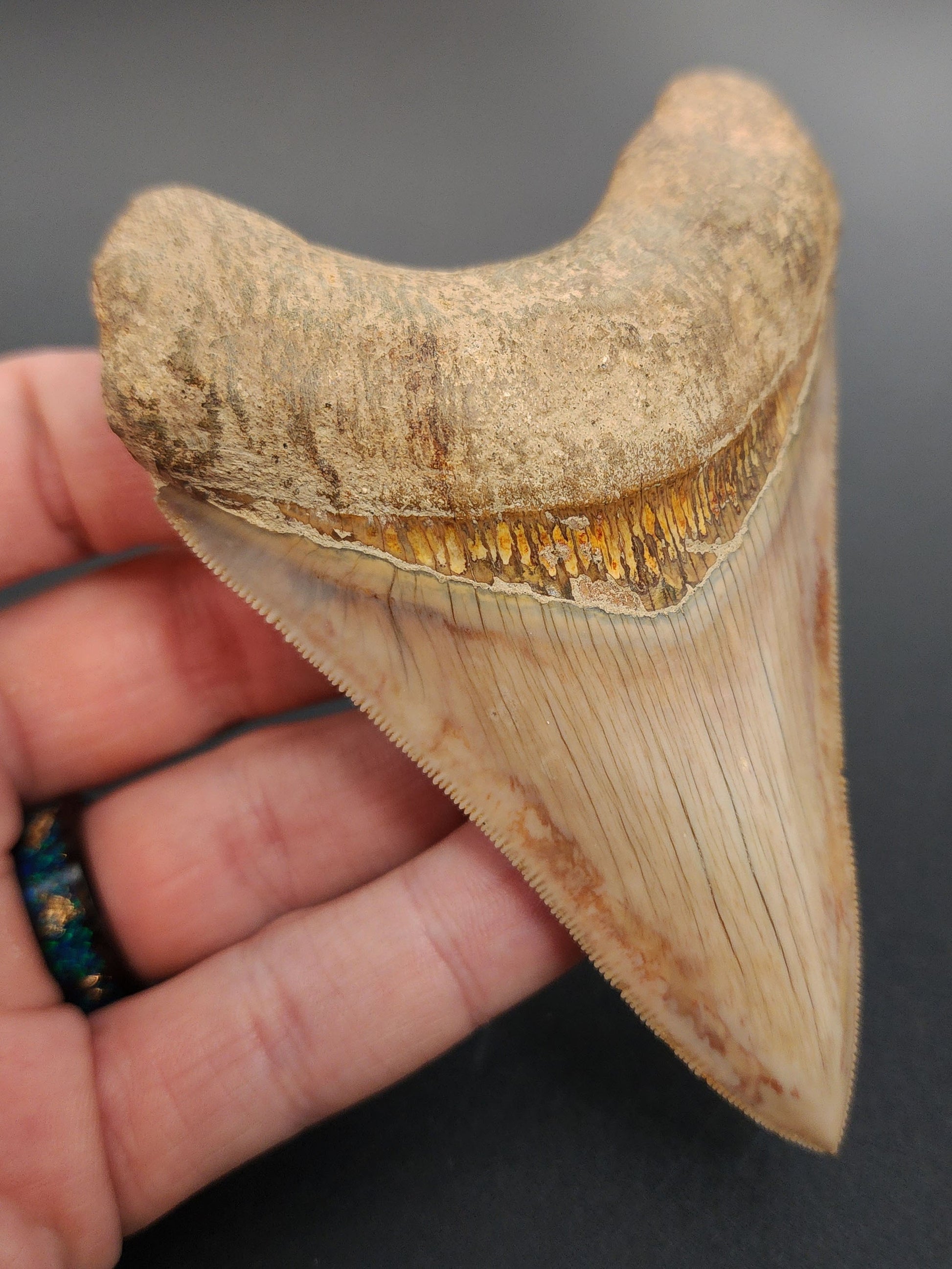 Collector‑quality 4.05 inch Megalodon tooth – angled rear view showing bourrelet and root structure