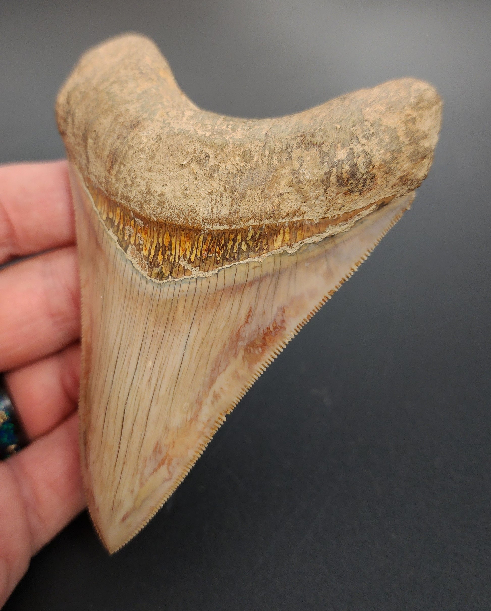 4.05 inch Indonesian Megalodon tooth fossil – close‑up on serrated edge, enamel texture, and tip preservation