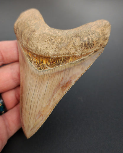 4.05 inch Indonesian Megalodon tooth fossil – close‑up on serrated edge, enamel texture, and tip preservation