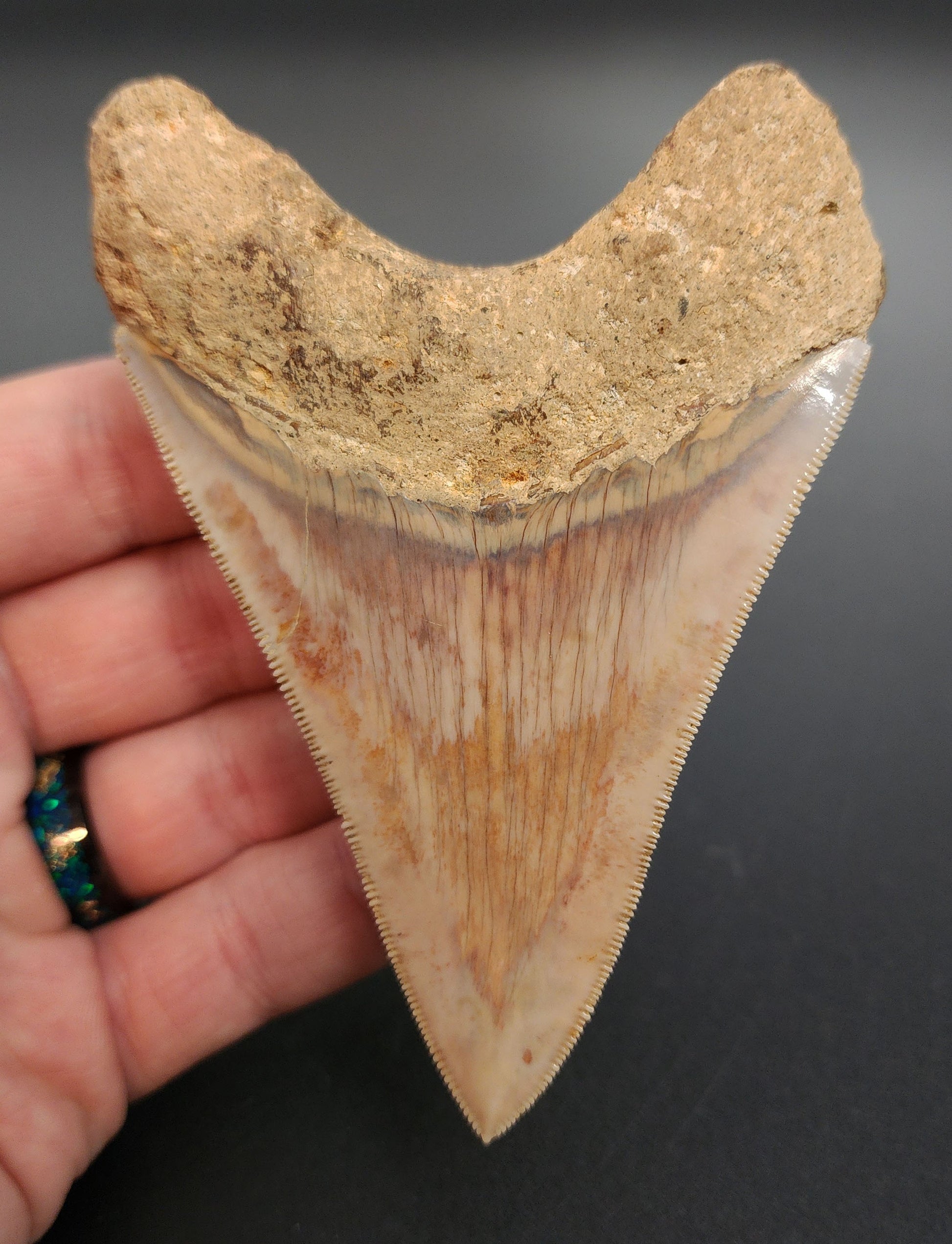 Authentic 4.05 inch Megalodon tooth – profile shot emphasizing blade thickness, root scalloping, and coloration