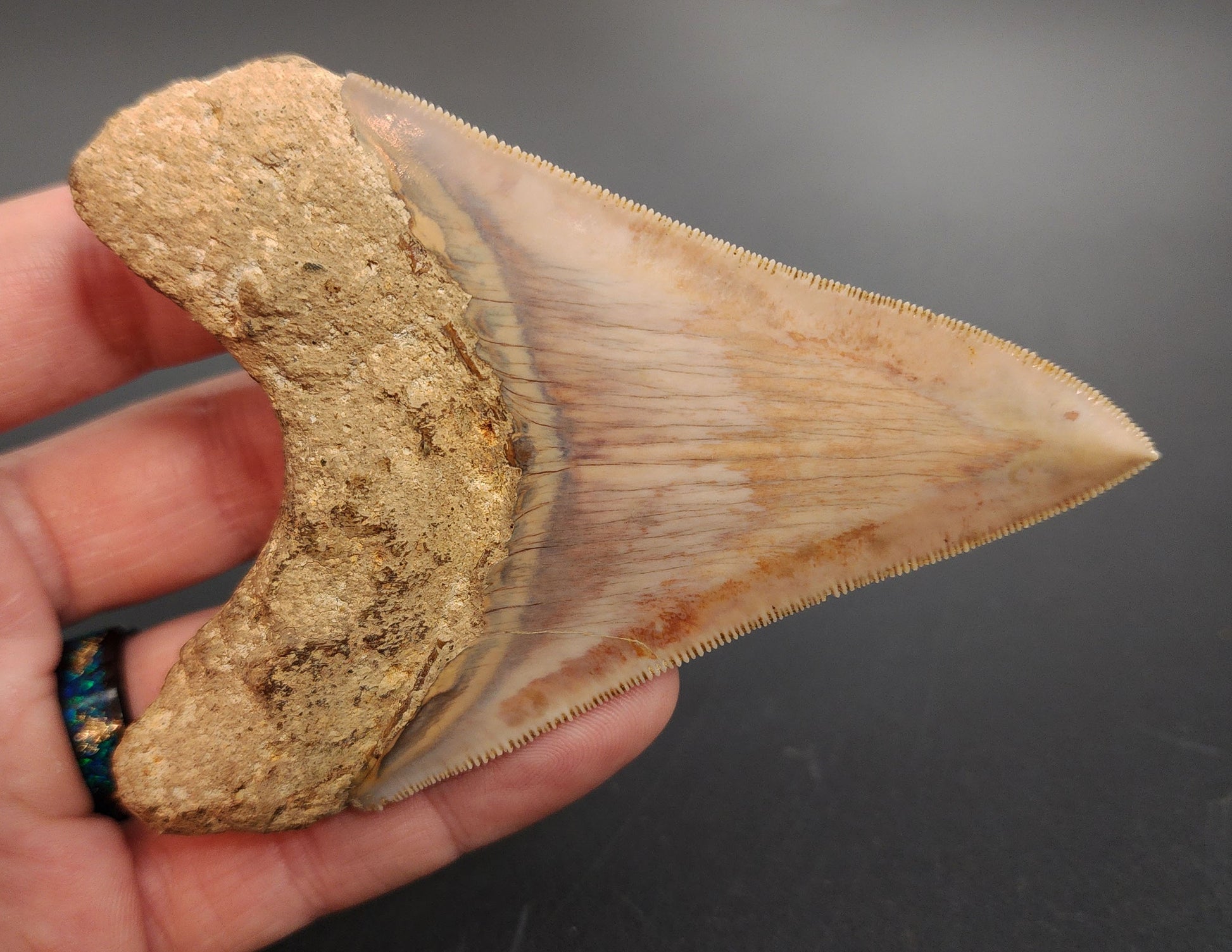 Fossil Megalodon tooth from Indonesia – macro view of serrations, enamel gloss, and natural wear patterns