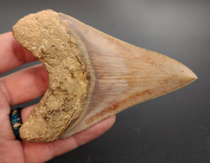 Fossil Megalodon tooth from Indonesia – macro view of serrations, enamel gloss, and natural wear patterns