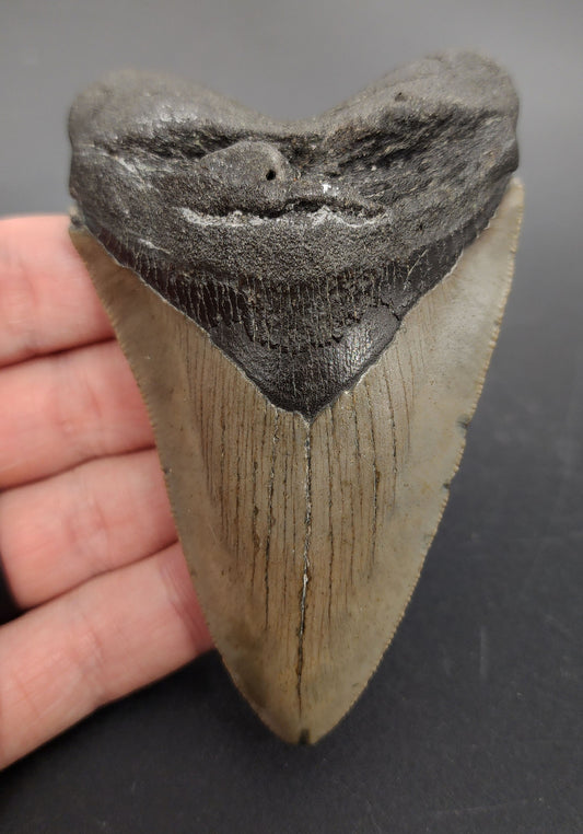 4.05 inch Megalodon tooth “Meg‑Ledge” – front view showing fine serrations, glossy enamel, and a well-defined bourrelet